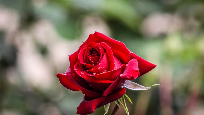 Luxury Bouquets of Fresh Cut Roses in Blanchardstown
