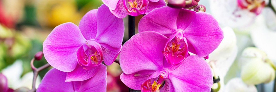 Care of Orchids