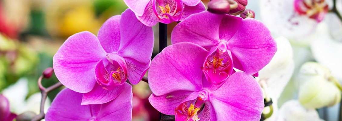 Care of Orchids