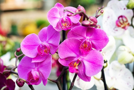 Care of Orchids