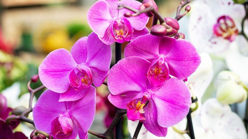 Care of Orchids