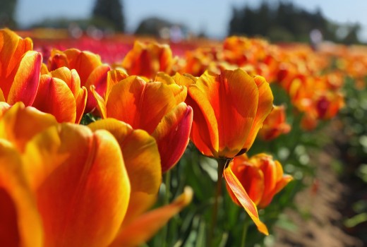 Protect Your Flowers From Heat