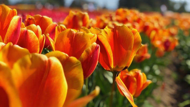 Protect Your Flowers From Heat