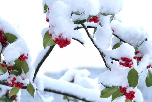 Care for your Flowers in Winter