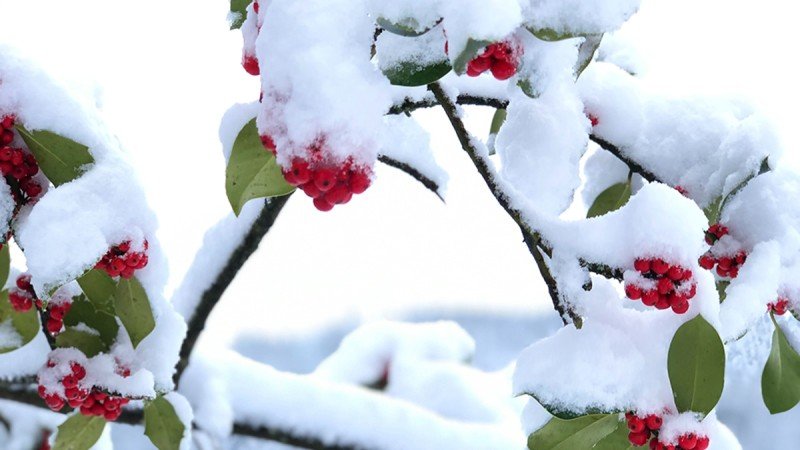 Care for your Flowers in Winter
