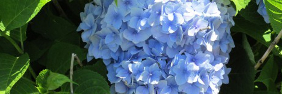 Spotlight on Hydrangeas