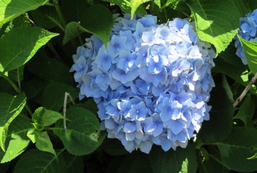 Spotlight on Hydrangeas