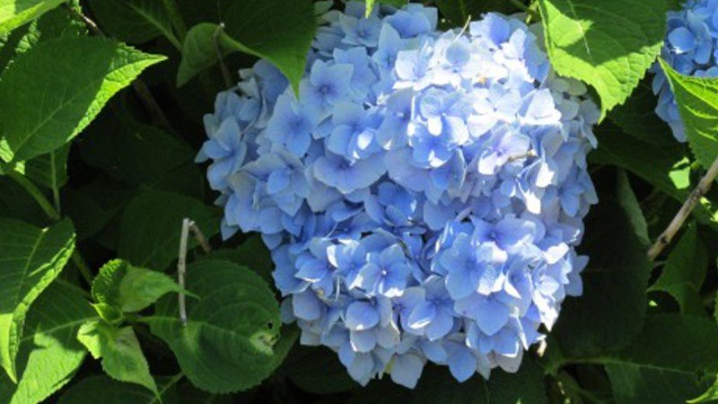 Spotlight on Hydrangeas
