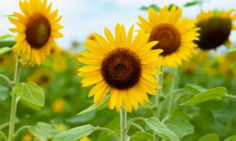 Popular Flowers to Gift Around the Summer Time