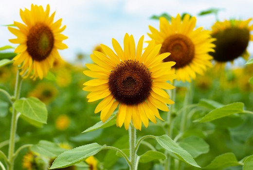 Send Seasonal Flowers in May from Your Blanchardstown Florist
