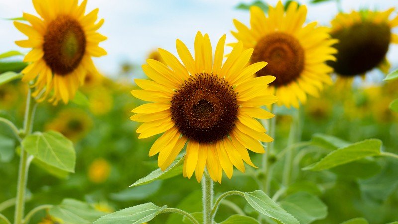 Send Seasonal Flowers in May from Your Blanchardstown Florist