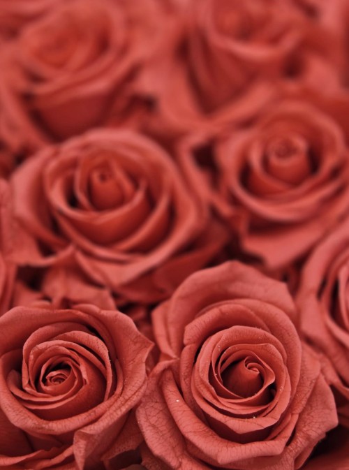 Preserved Pink Roses
