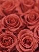 Preserved Pink Roses