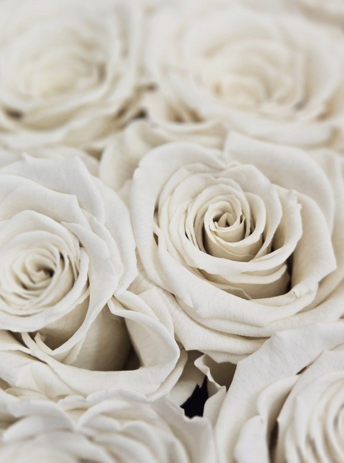 Preserved White Roses Preserved White Roses