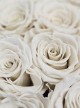 Preserved White Roses Preserved White Roses