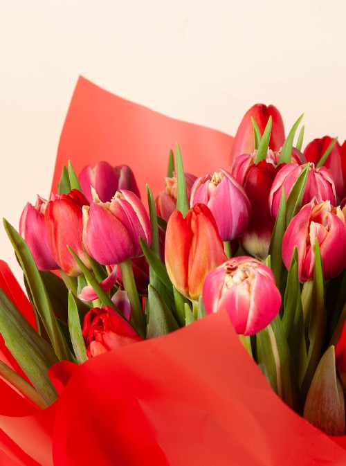Tulip Symphony