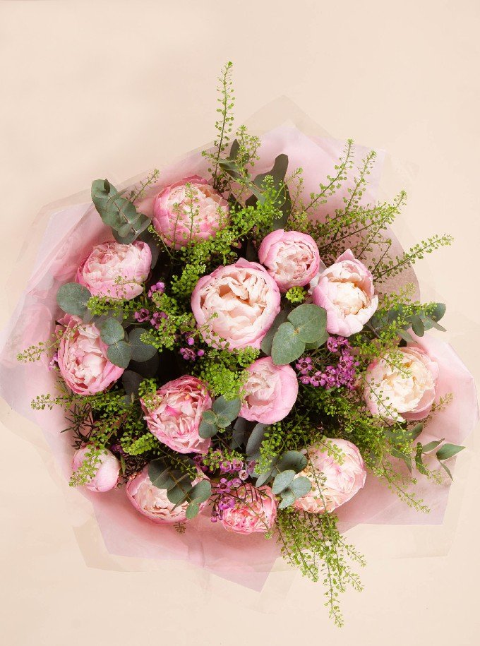 Peony Dream Peony Dream
