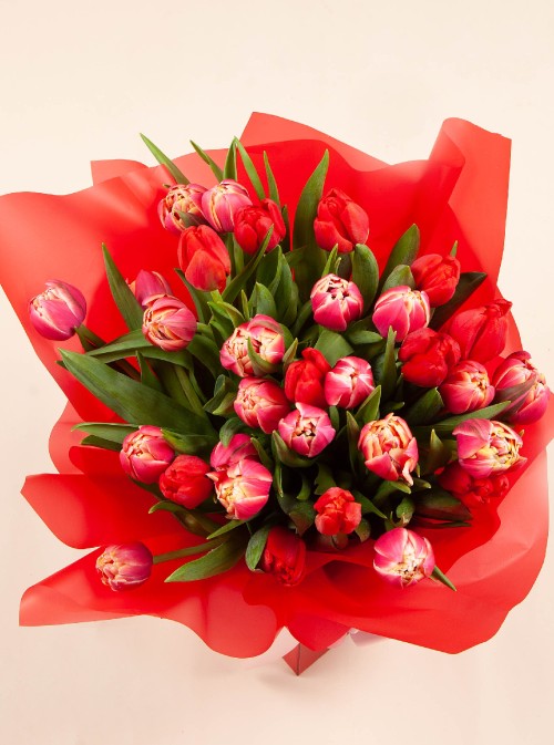 Tulip Symphony