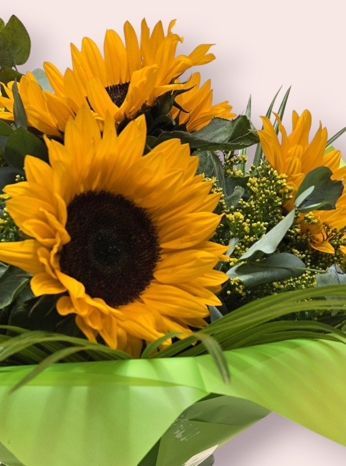 Sunflower Splash Sunflower Splash