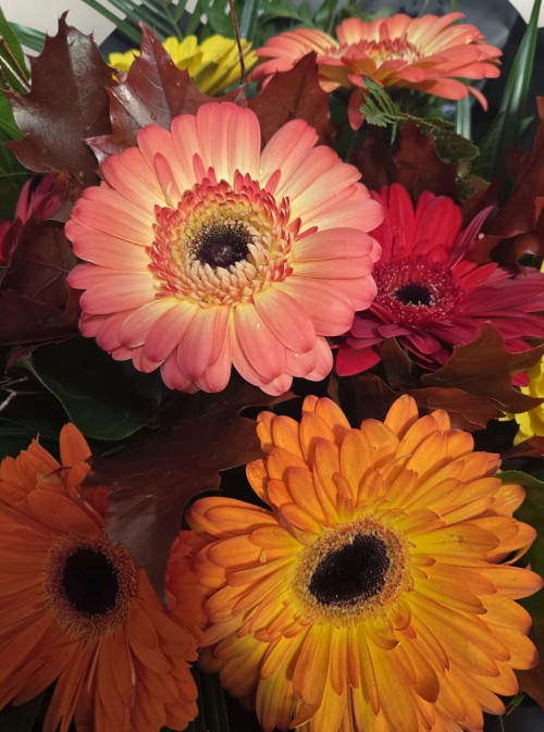 Autumnal Glow