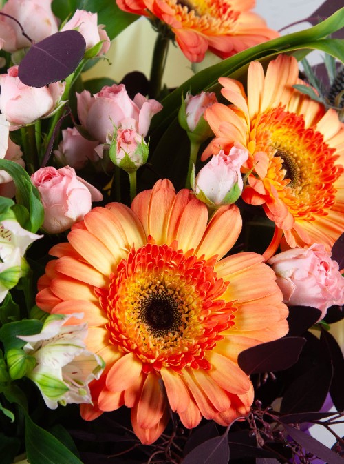 Colourful Beauty