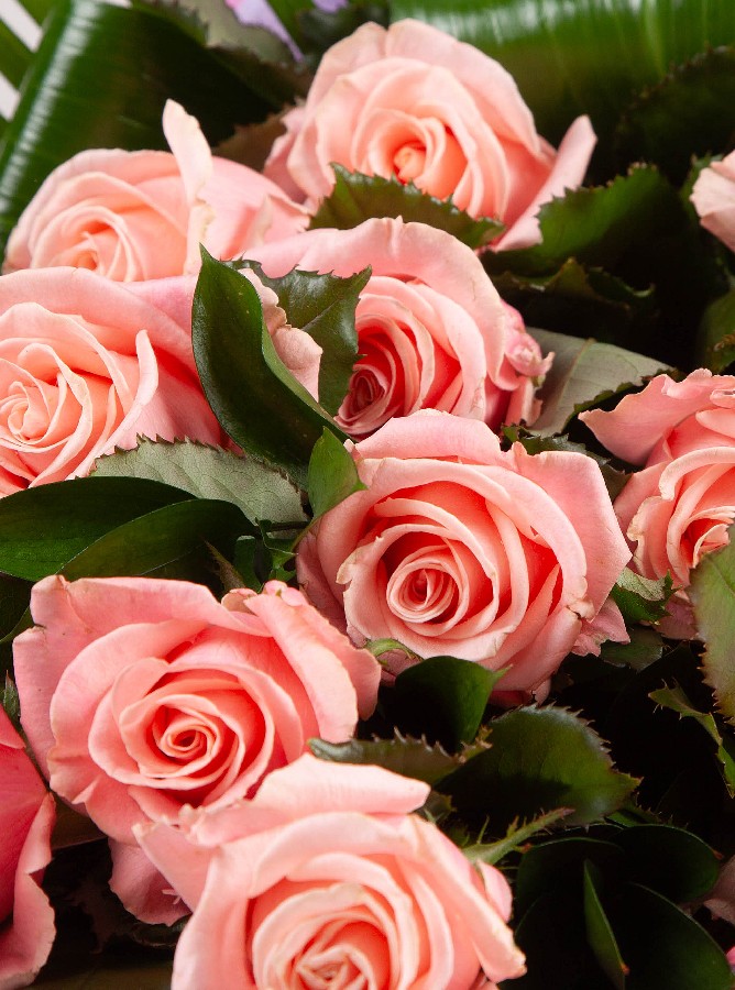 Romantic Roses