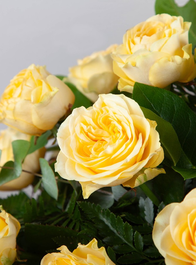 Yellow Casket Spray