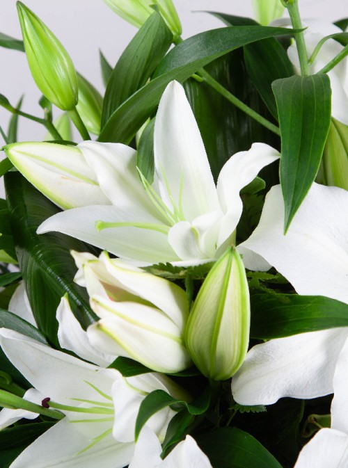 Lily Casket Spray